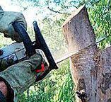 How Our Tree Care Process Works  in  Farmville, NC