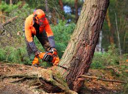 Best Seasonal Cleanup (Spring/Fall)  in Farmville, NC
