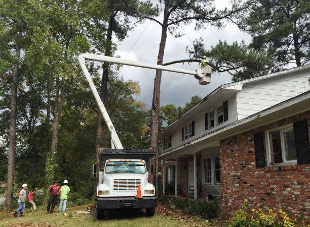 Best Tree Cabling and Bracing  in Farmville, NC