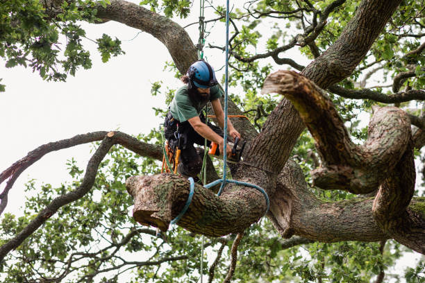 Best Fruit Tree Pruning  in Farmville, NC